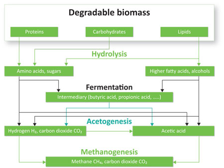 fermentation scheme