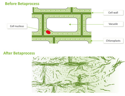 Celexplosion this illustrates how Betaprocess operates